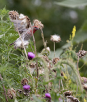House Finch 4545